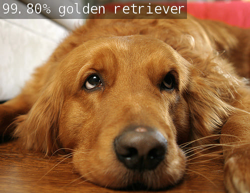 Golden Retriever