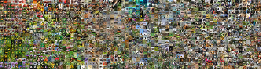 Classifying Images with ImageNet.jpg